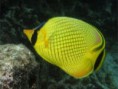 /album/galeria-de-fotos/peixe-borboleta-jpg1/